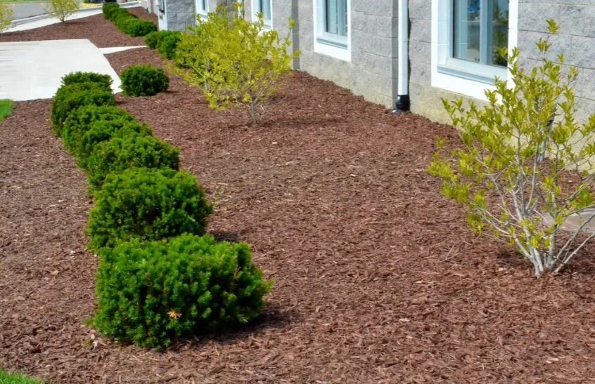 Fresh mulch and shrubs around a home